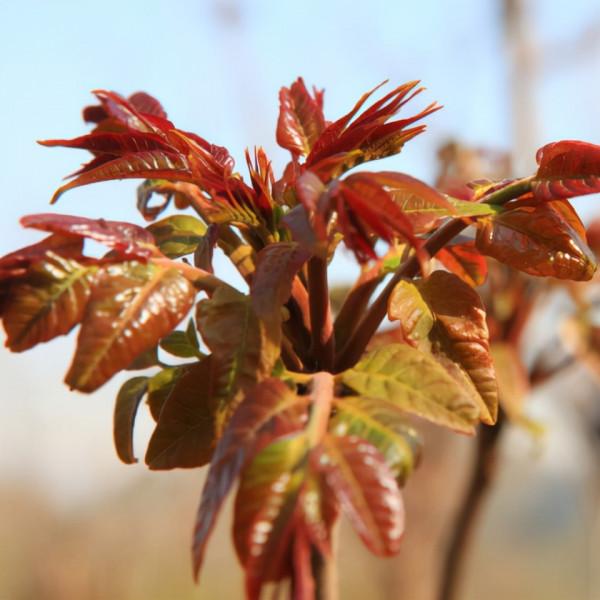 北京農產品地理標誌目錄 北京農產品地理標誌目錄