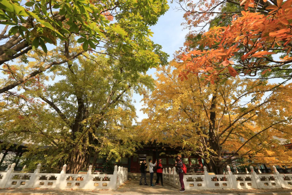 菊花、銀杏、垂柳、楓葉、黃櫨……快收藏市屬公園賞秋指南(附古詩) 菊花、銀杏、垂柳、楓葉、黃櫨……快收藏市屬公園賞秋指南(附古詩)
