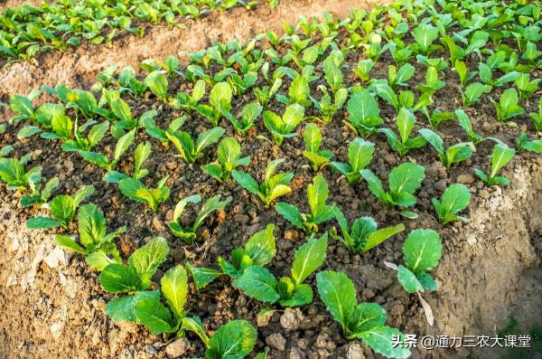小白菜追肥用什麼肥料好，這種肥料葉面噴施一次，葉片濃綠病害少