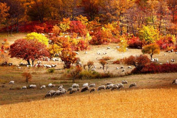 樺木溝國家森林公園—一個北方山村的畫卷