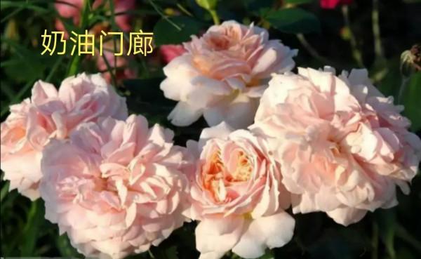 花量巨大的“門廊”系列月季品種