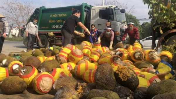 集裝箱無法通關，上千噸水果爛在中越邊境