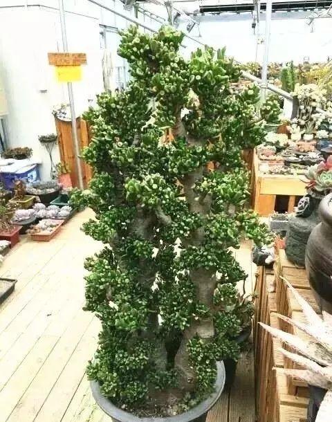 客廳養好樹，子孫一直富，8種樹養在家，鎮宅有安全感