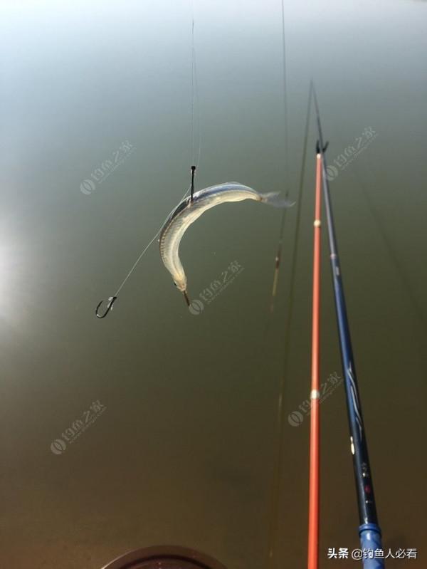 再釣鰱鱅，遇見小雜魚搶窩子，怎麼辦？