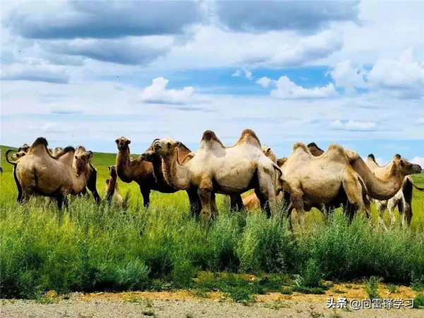 超乎你想象!和兵哥哥一起盤點北疆的“小可愛” 超乎你想象!和兵哥哥一起盤點北疆的“小可愛”