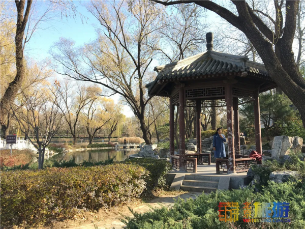 唯美浪漫！京城這個公園的水杉還紅著，錯過等明年~【送年票】