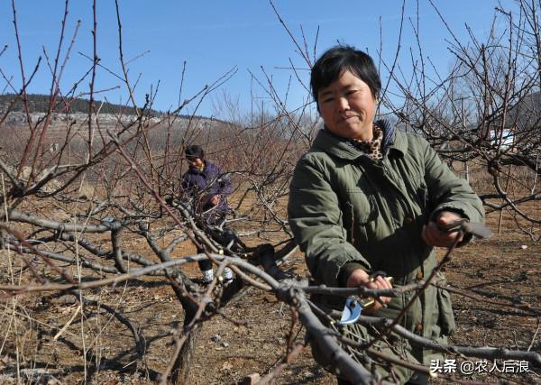 開春果園施肥，撒施還是溝施，為什麼要碳酸氫銨，千萬不要用尿素