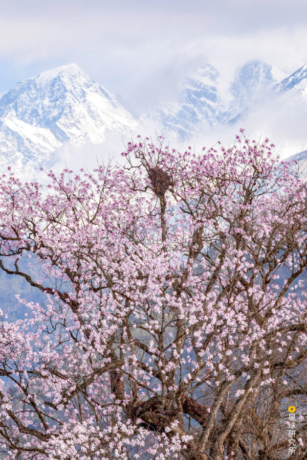 四川從哪裡來? 四川從哪裡來?