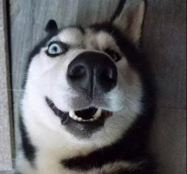 養阿拉斯加犬,還是養哈士奇?網友:都不是省油的燈 養阿拉斯加犬,還是養哈士奇?網友:都不是省油的燈