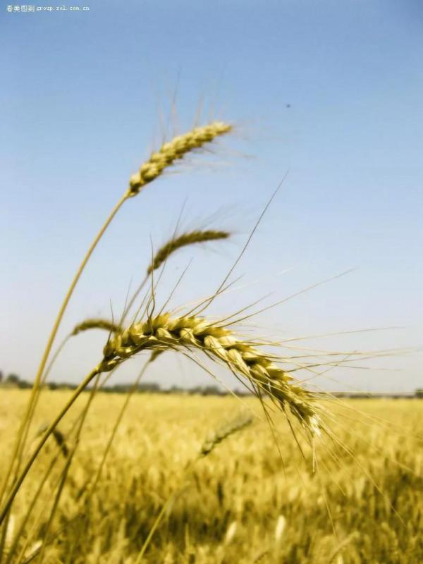 疏肝莫忘生麥芽