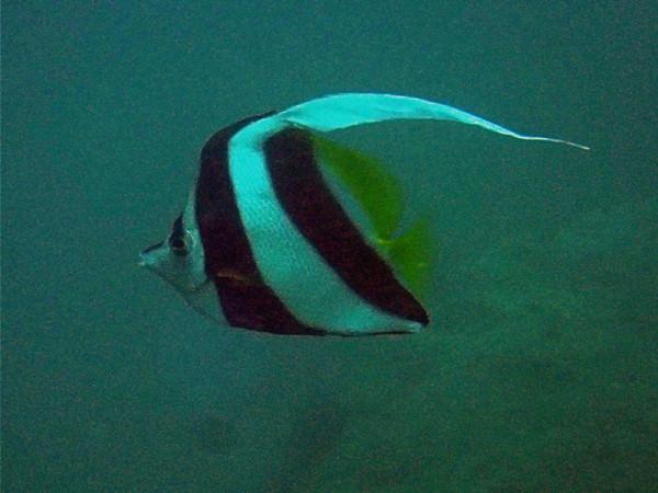 海生物240：黑白關刀