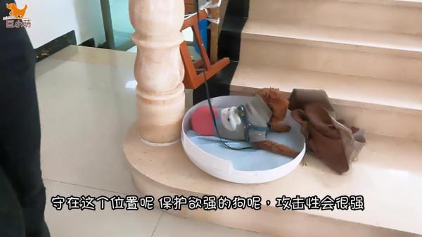 狗狗亂咬手腳糾正實錄:貴賓犬「米粒」是怎麼變乖的 狗狗亂咬手腳糾正實錄:貴賓犬「米粒」是怎麼變乖的