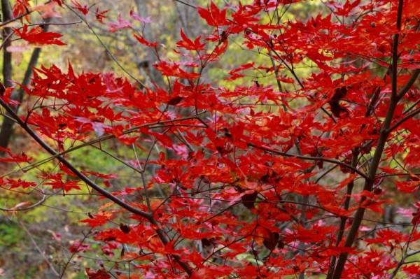 遼寧清原筐子溝楓葉正紅