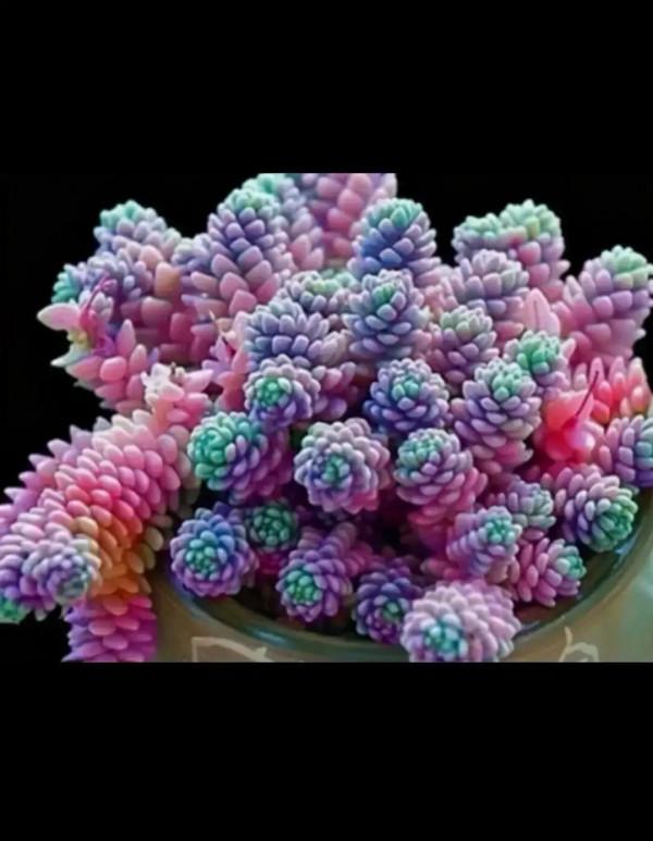 分享圖片，可愛的多肉們，收藏了