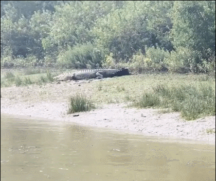 25張罕見的動物照片：折斷脖子的長頸鹿，會噴粉色墨汁的海兔