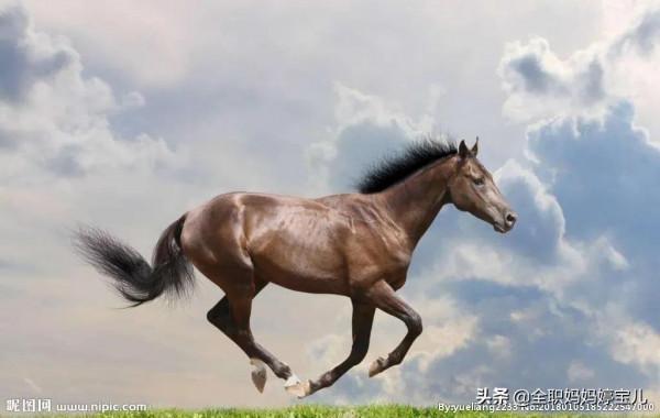 分享——駿馬