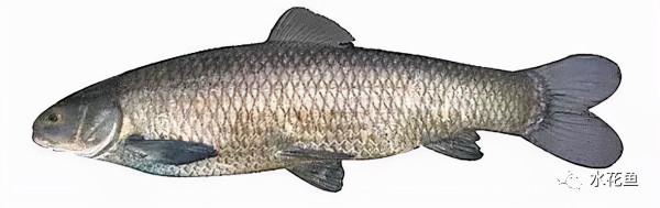 水生動物圖文欣賞(5)——四大主要食性魚類與五小類食性魚類 水生動物圖文欣賞(5)——四大主要食性魚類與五小類食性魚類