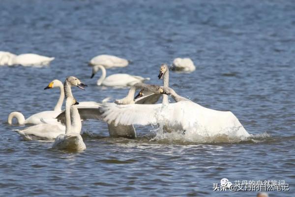 半天三地，小天鵝、白腹鶇、斑背潛鴨完美的一天