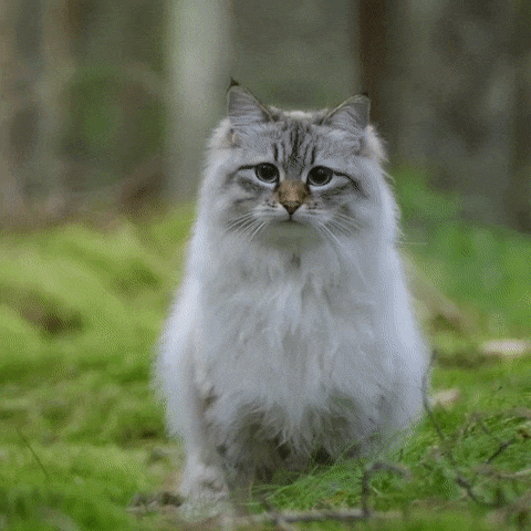 就算天氣再冷，這5種貓也“無懼嚴寒”