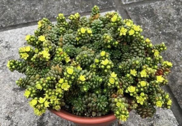 50種多肉開花欣賞，你養的開花了嗎？快來曬曬