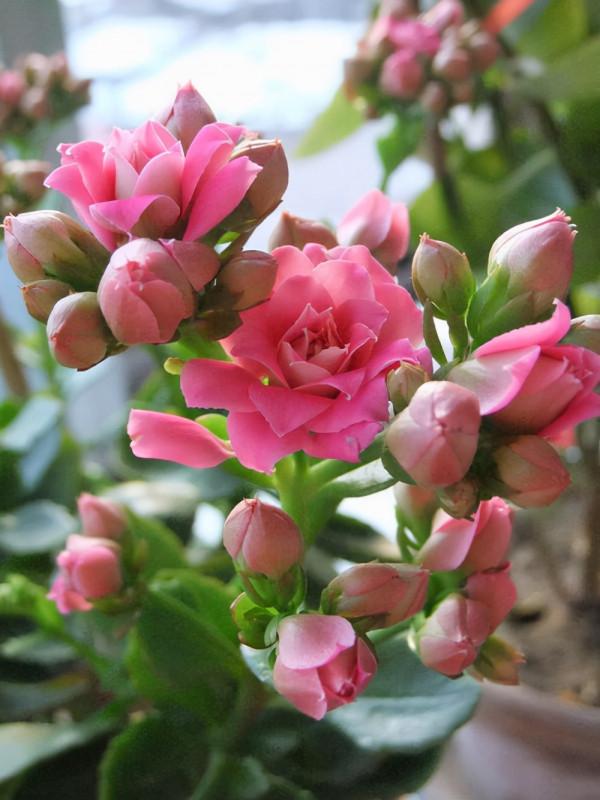 長壽花這樣養，才能枝繁葉茂，再次開花爆盆