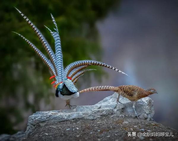 分享——40張極其少見的鳥