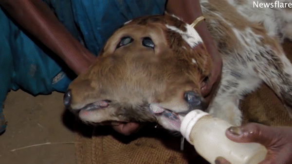 印度母牛生出雙頭小牛，主人用奶瓶喂，一個嘴巴吸奶另一個也在動