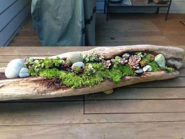 天然的木頭，呆萌的多肉，不一樣的美