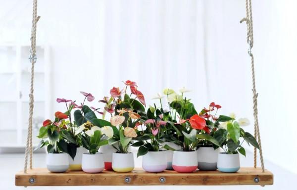 10種“喜陰花”，好養又漂亮，光線不好養一盆，北陽臺也能美美噠