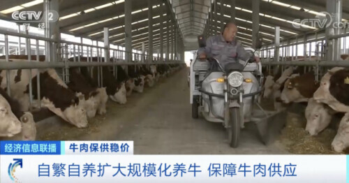 中秋,牛肉價格上漲,銷量也大漲!超市一天補貨三次 中秋,牛肉價格上漲,銷量也大漲!超市一天補貨三次