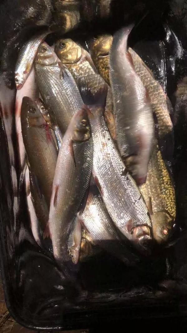 老釣魚人提醒秋冬季釣魚上魚有“窗囗期”,抓住時機上魚不難 老釣魚人提醒秋冬季釣魚上魚有“窗囗期”,抓住時機上魚不難