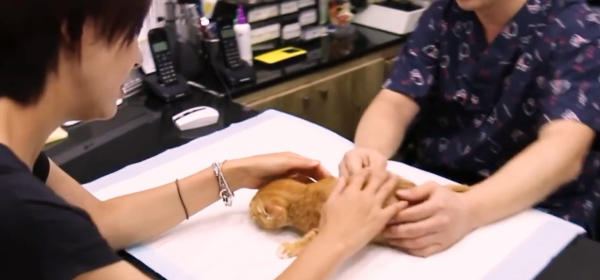 老鷹凍在湖面無法動彈,過路大叔趕緊幫忙,還有小貓咪也需要幫助 老鷹凍在湖面無法動彈,過路大叔趕緊幫忙,還有小貓咪也需要幫助