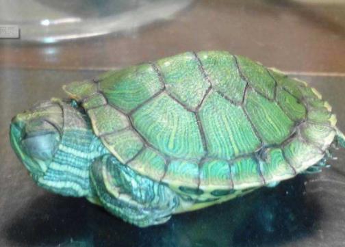 全球十大最受歡迎寵物排名，寵物貓狗成為人們首選