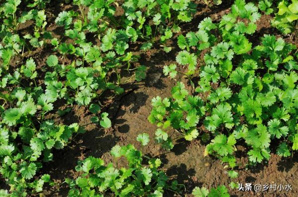 秋香菜什麼時候種植?做好下面5點,香菜出苗快、長勢旺 秋香菜什麼時候種植?做好下面5點,香菜出苗快、長勢旺