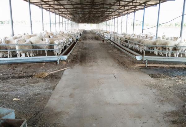 我是養殖戶,我為什麼要使用顆粒料? 我是養殖戶,我為什麼要使用顆粒料?