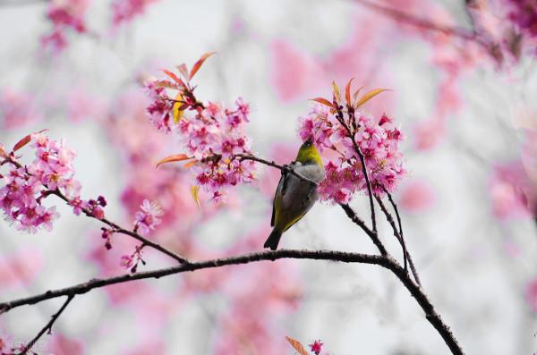 養田園犬之痛