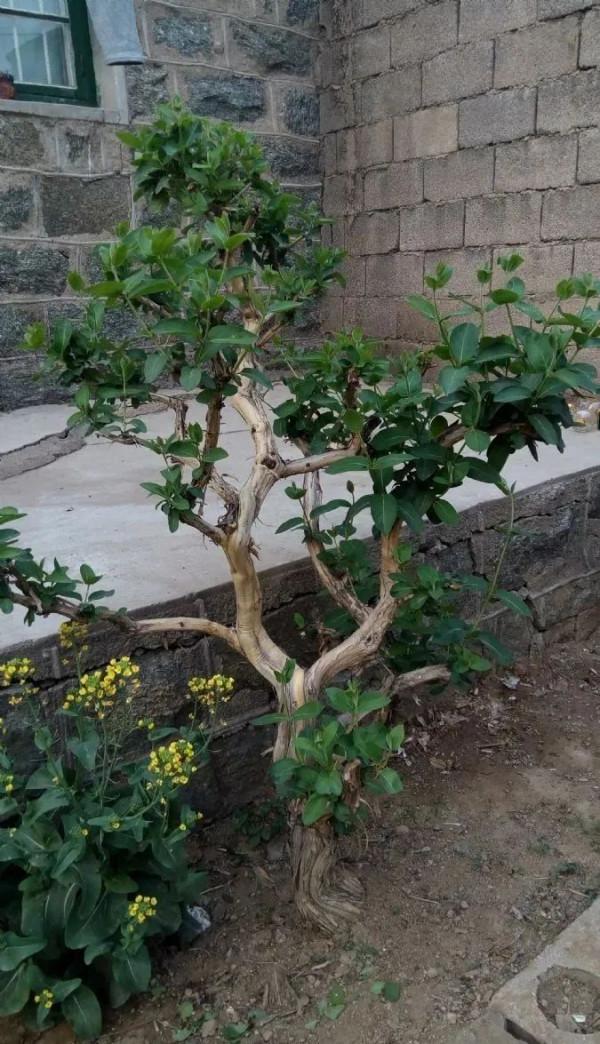 金銀花根系發達,一造型便“立竿見影”,輕鬆獲取盆景製作的歡樂 金銀花根系發達,一造型便“立竿見影”,輕鬆獲取盆景製作的歡樂