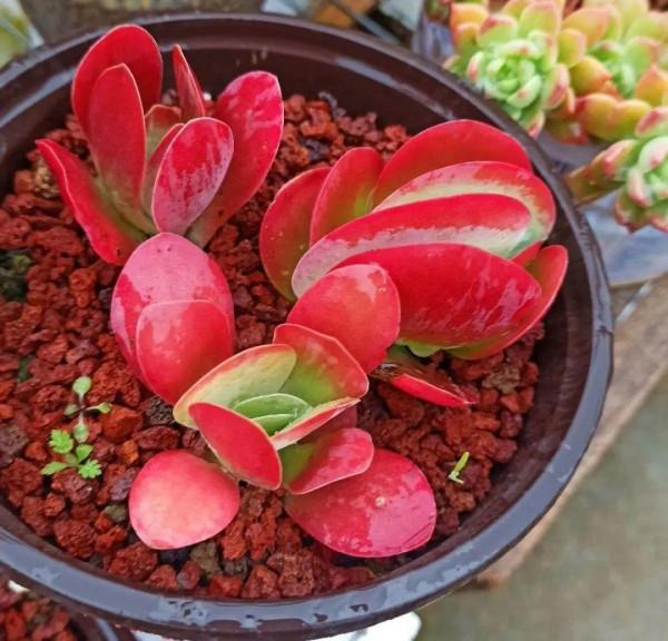 6種多肉，夏天不休眠，而且瘋狂生長