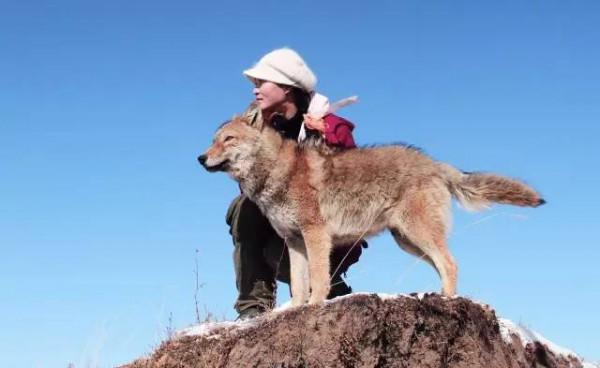 2018年，女孩在藏區旅遊，意外發現受傷母狼，包紮好傷口送狼回家