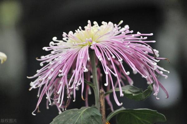 秋天的“花園新三寶”，有了它們，秋色滿園不是夢