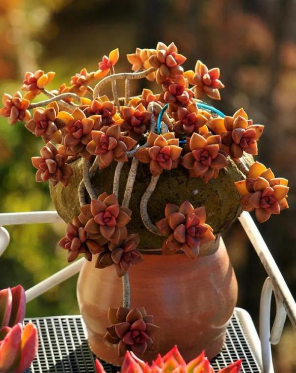 喜歡多肉就養“普貨6寶”，耐寒又耐熱，輕鬆一養就出狀態