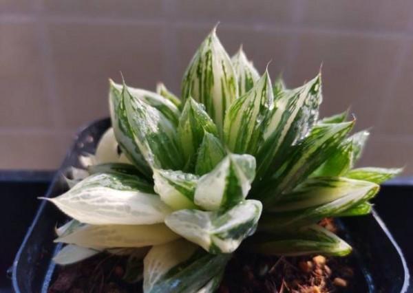 3種&OpenCurlyDoubleQuote;小綠植&rdquo;，耐旱耐陰很好養，半月澆次水，&OpenCurlyDoubleQuote;肥嘟嘟&rdquo;不停長