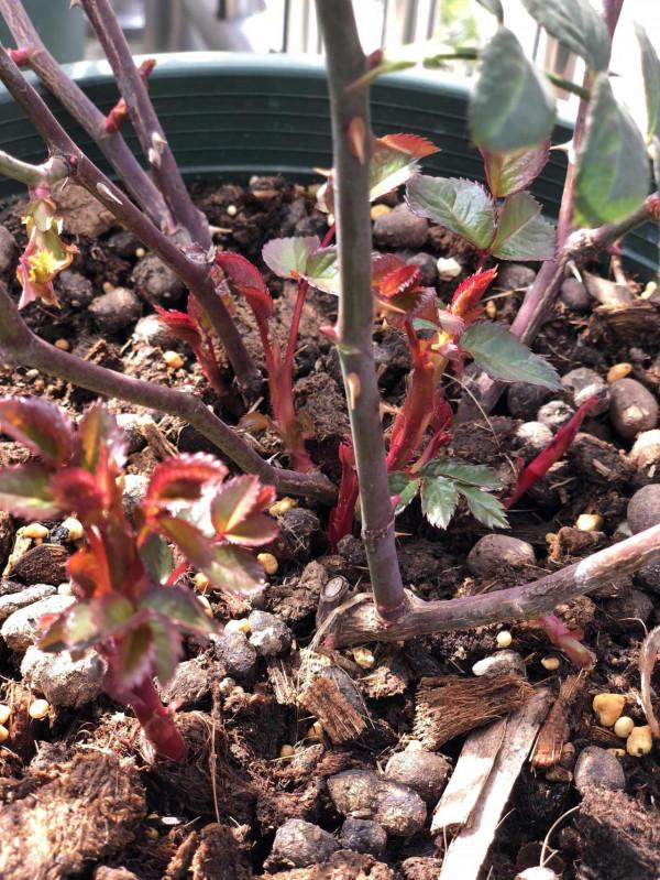 想讓月季筍芽快速長大，3個方法“特殊照顧”，一個月就能成熟