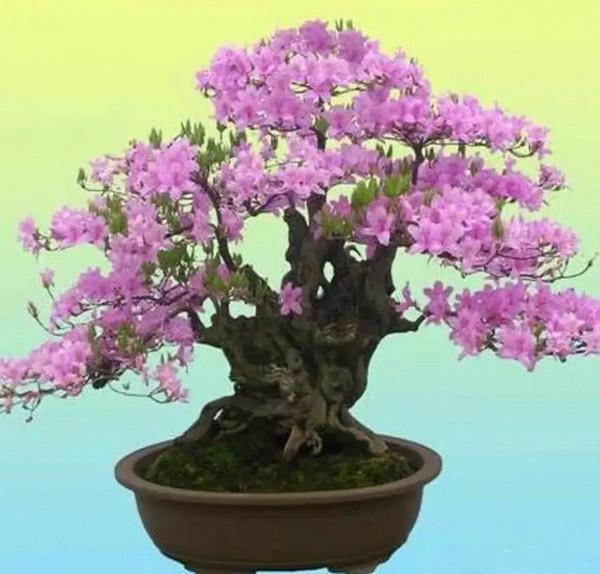 一盆一景一世界 一盆一景一世界