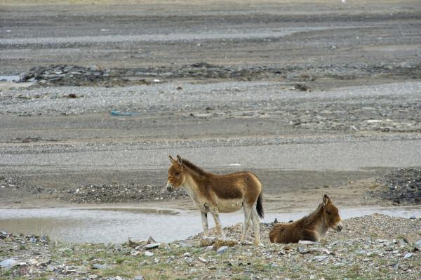 崑崙山在哪裡？第二期 蒼茫中崑崙