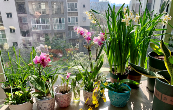 12月，盆栽這6樣植物，早點“斷水斷糧”，葉不黃根不爛