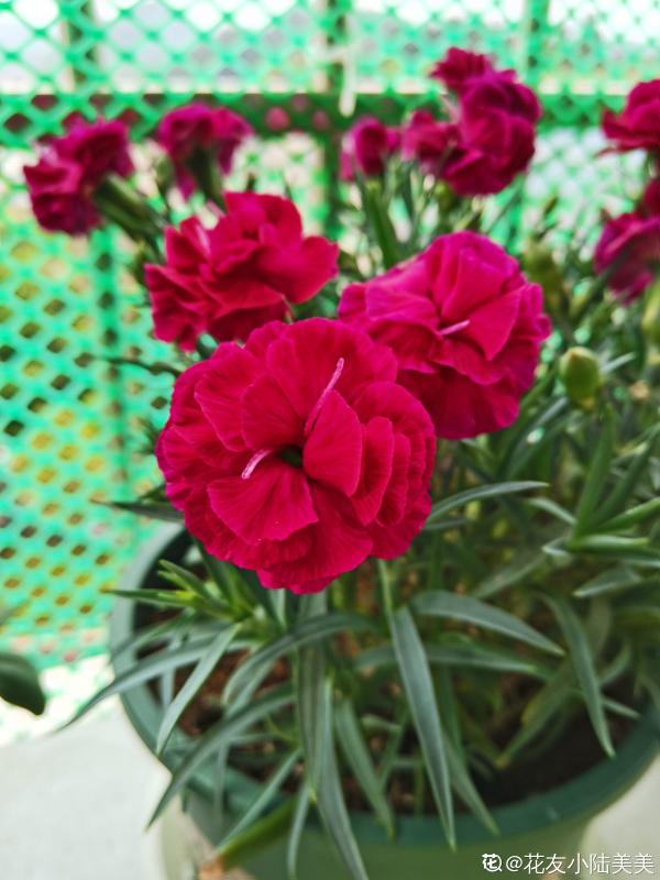 8種“儒雅花”，適合送給老師，氣質優雅有格調