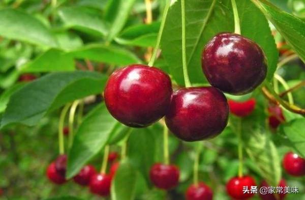 春季乾燥，多吃這6種時令水果，水分充足營養高，健健康康過春天