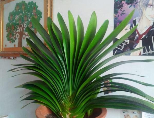 家裡光線差，就養17種“陰性花”，漂亮有格調，貴氣又吉利