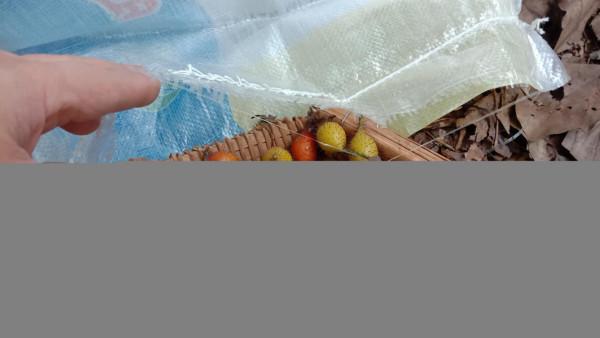 好多的金櫻子為何沒人摘，用它煮水的三大用途，好多人還不知道